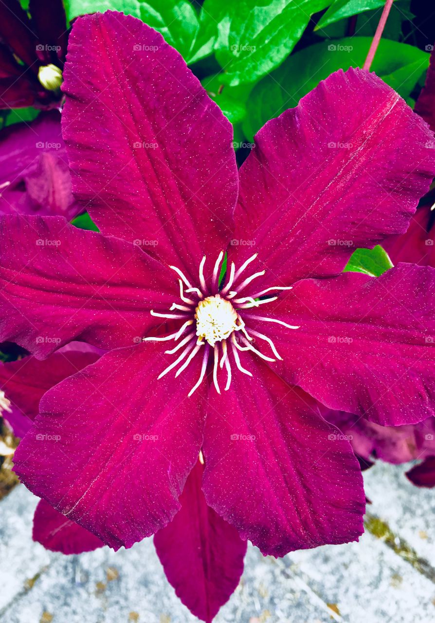 Clematis plum