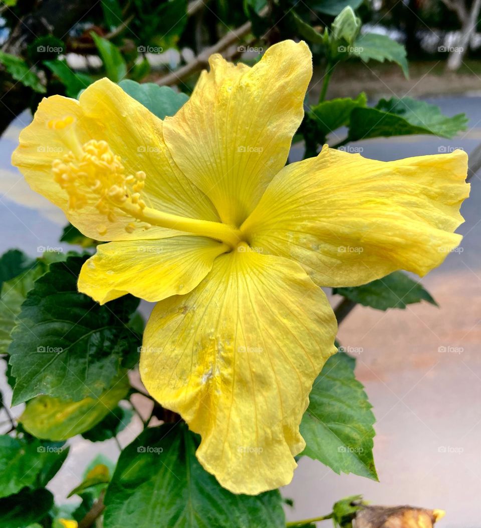 🌹 🇺🇸 Very beautiful flowers to brighten our day.  Live nature and its beauty. Did you like the delicate petals? / 🇧🇷 Flores muito bonitas para alegrar nosso dia. Viva a natureza e sua beleza. Gostaram das pétalas delicadas? 