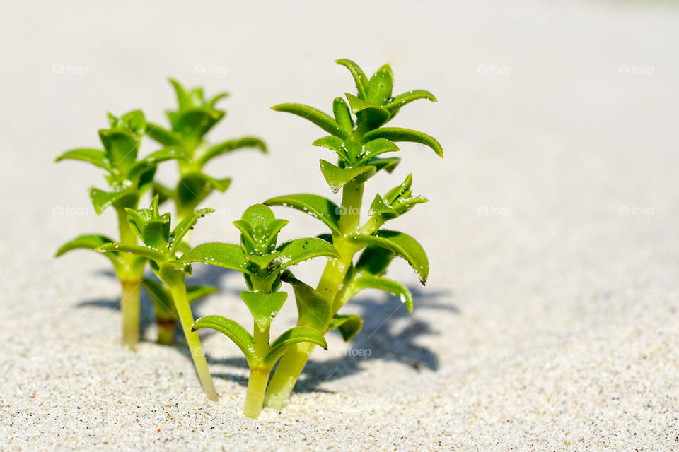 sea sandwort in the sand on the seashore
