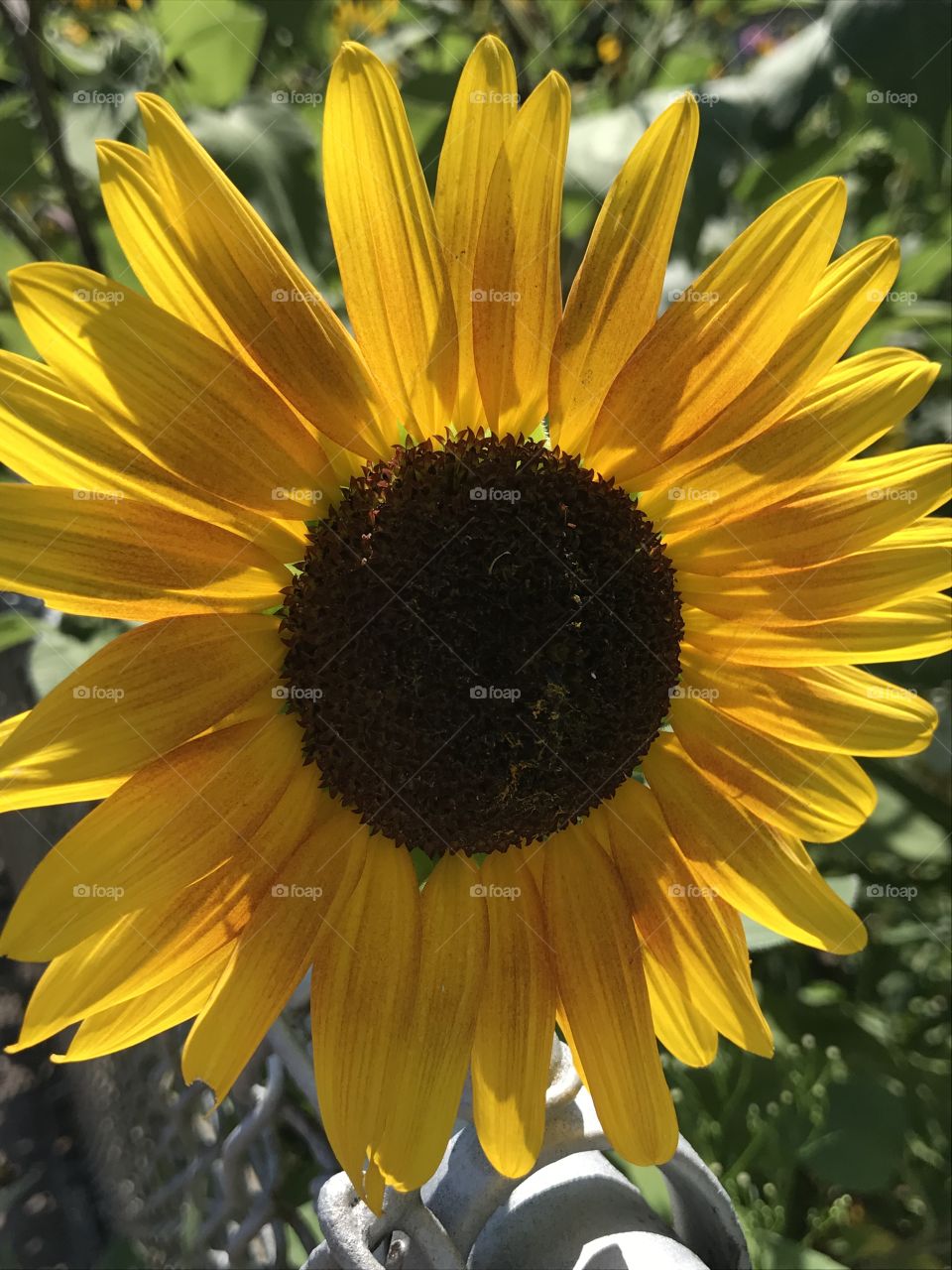 Sunflower, bright yellow up close 