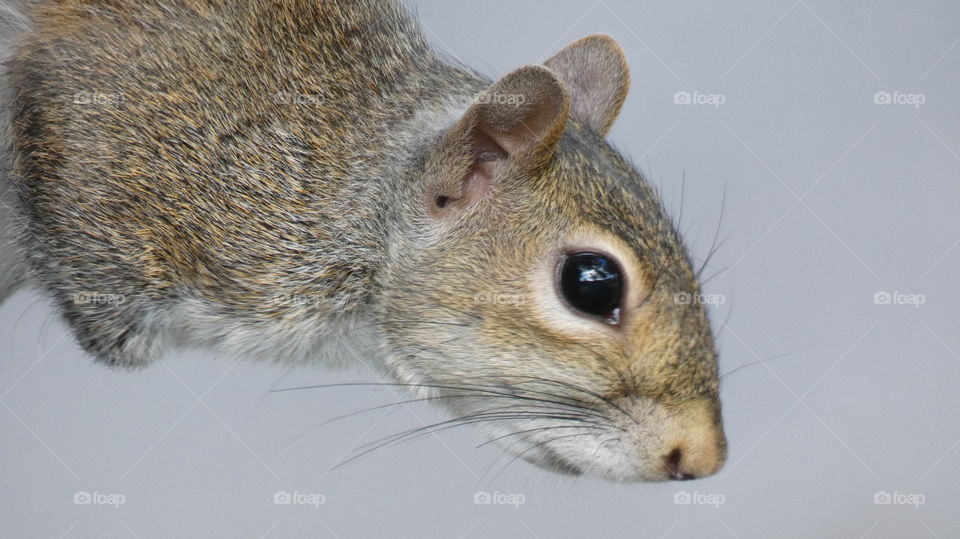 one of the neighborhood squirrels hanging from my mahogany tree in Wilton Manors, Florida