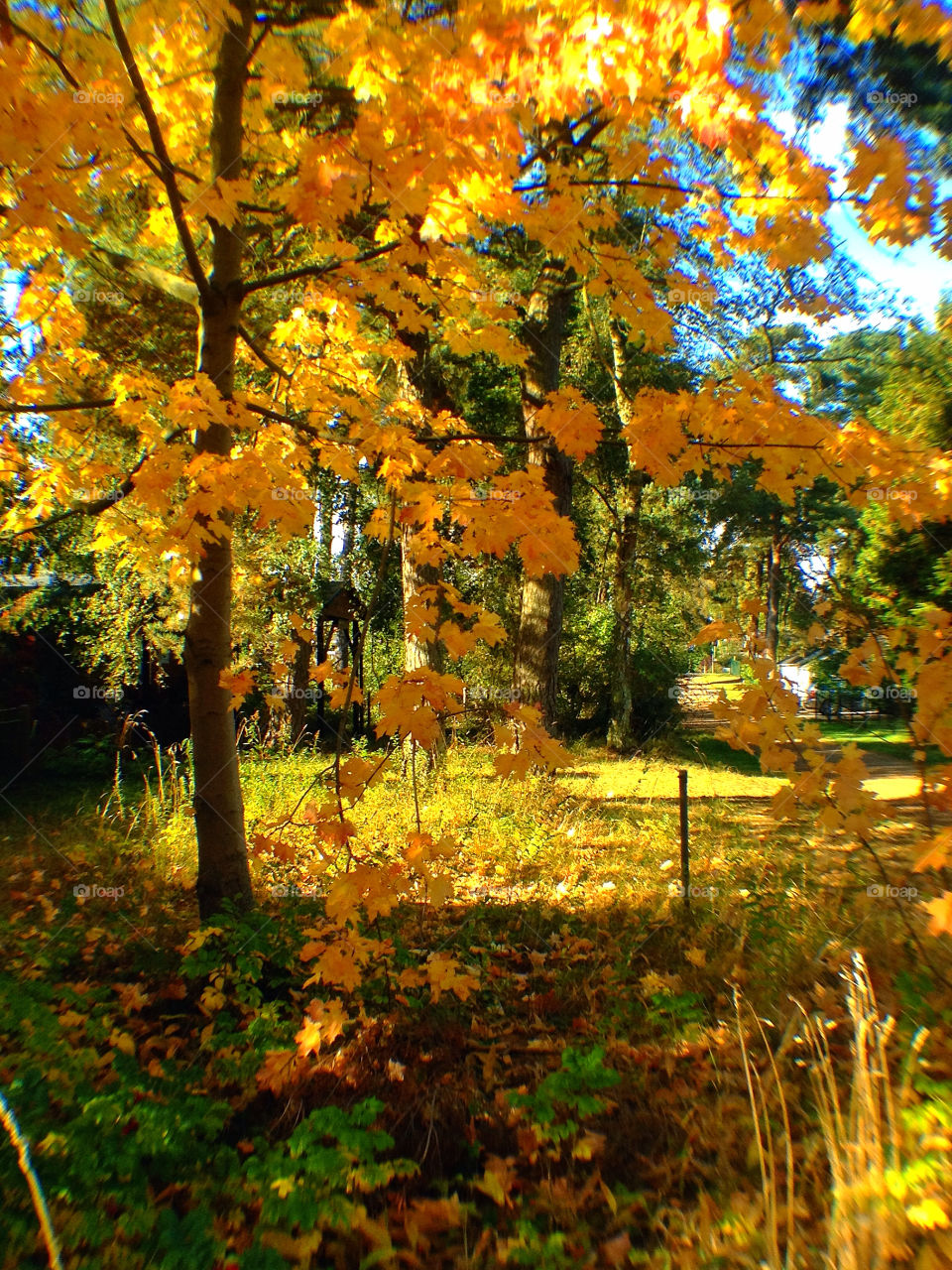 sweden trees leaf autumn by elluca