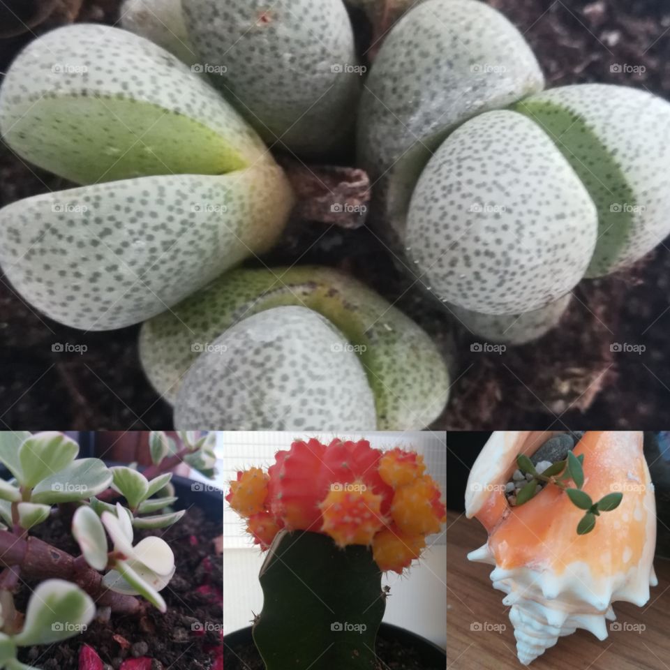 Succulents apartment garden collage