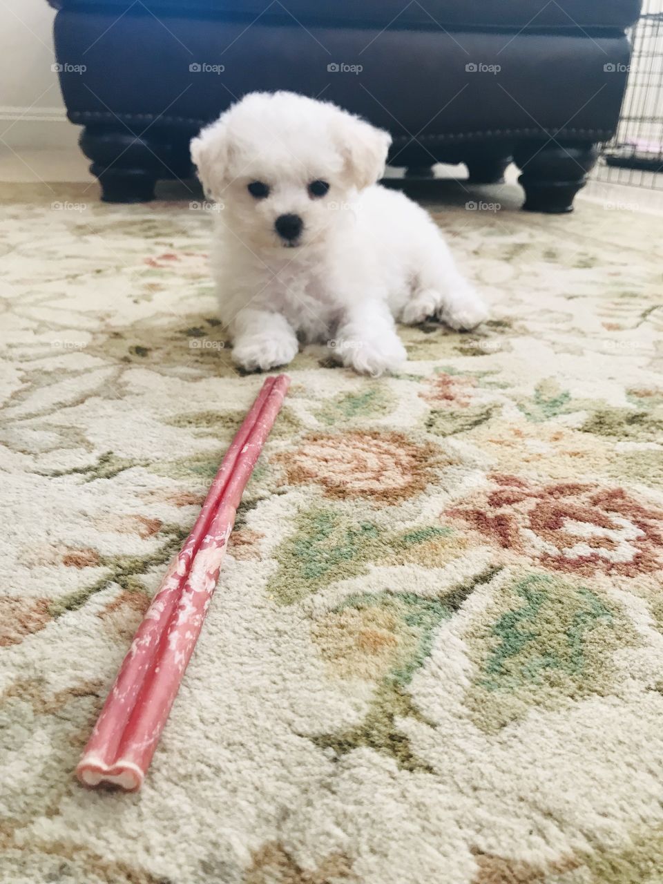 Tiny pooch with giant stick on carpet. Small fluffy white dog eyeballing enormous chew stick.
