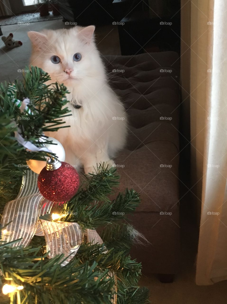 George and his tree