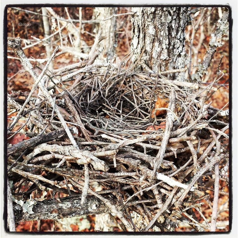 Empty Nest