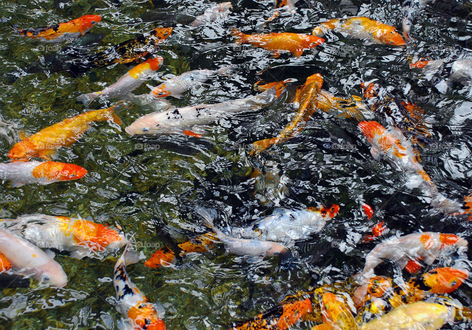 white orange pond water by paullj