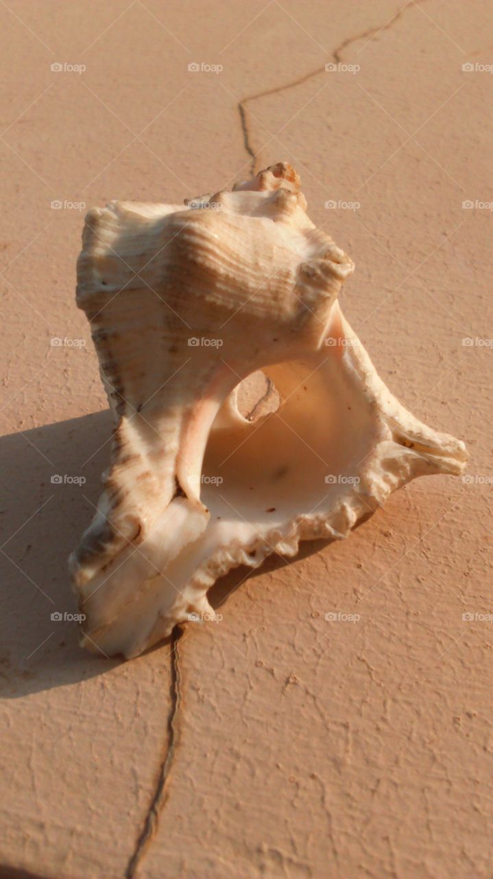 Conch shell cracked land