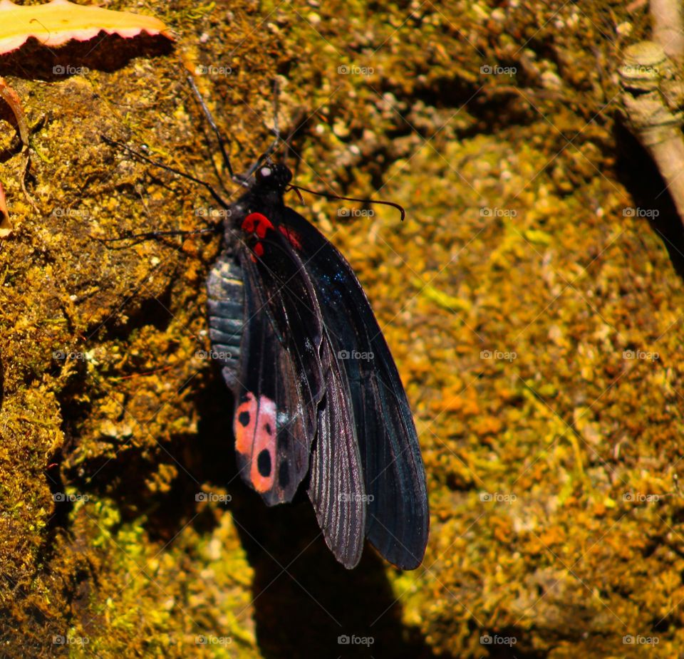 Black butterfly 