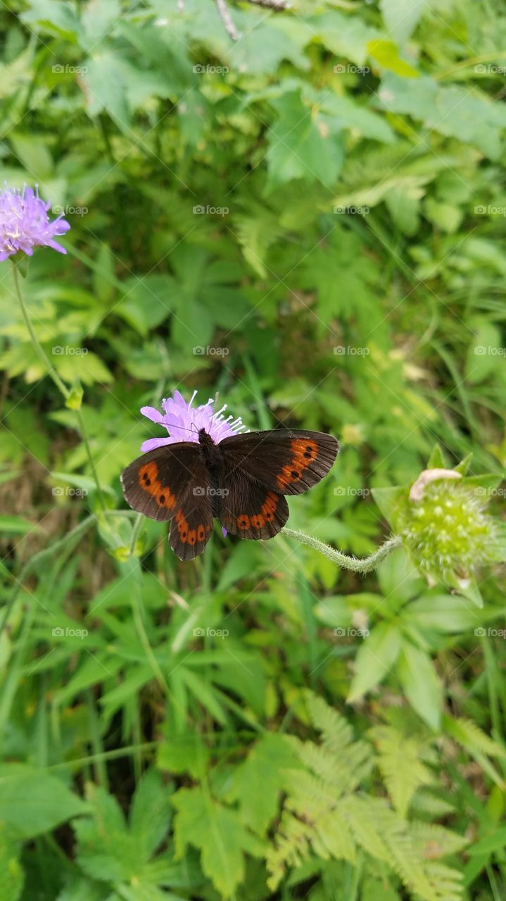 GAP Mountain Butterfly