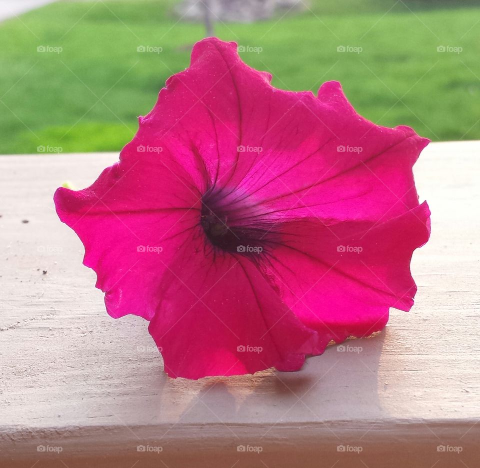 flower. this beauty fell from its plant too soon. 