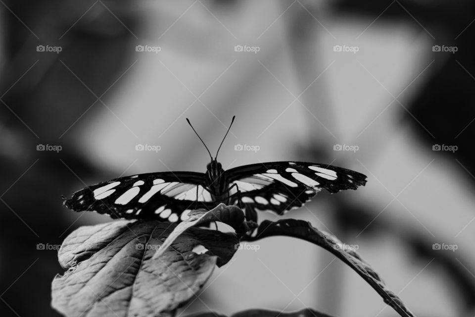 black and white butterfly