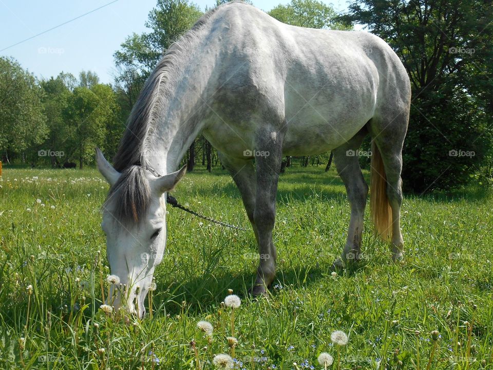 Grass, Pasture, Hayfield, Farm, Field