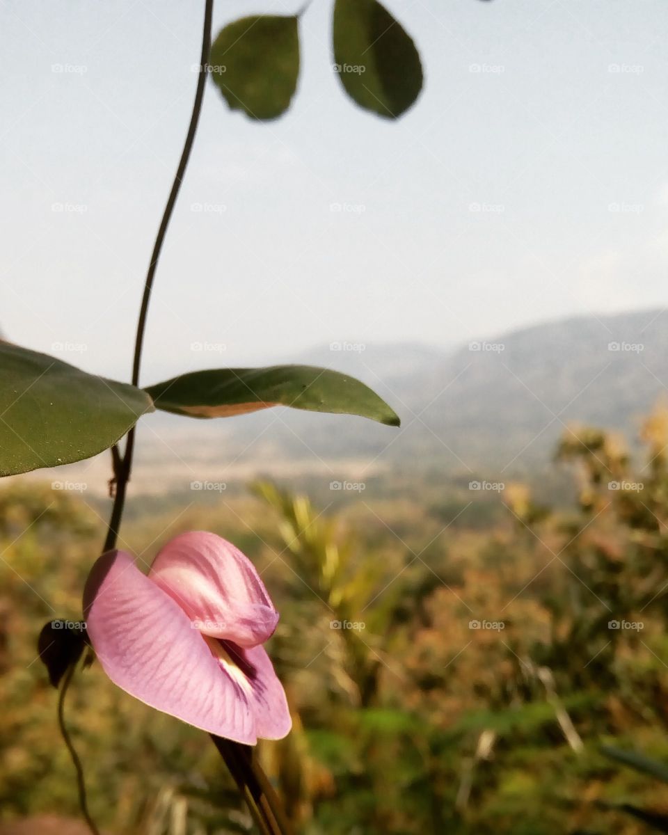 bunga diatas bukit