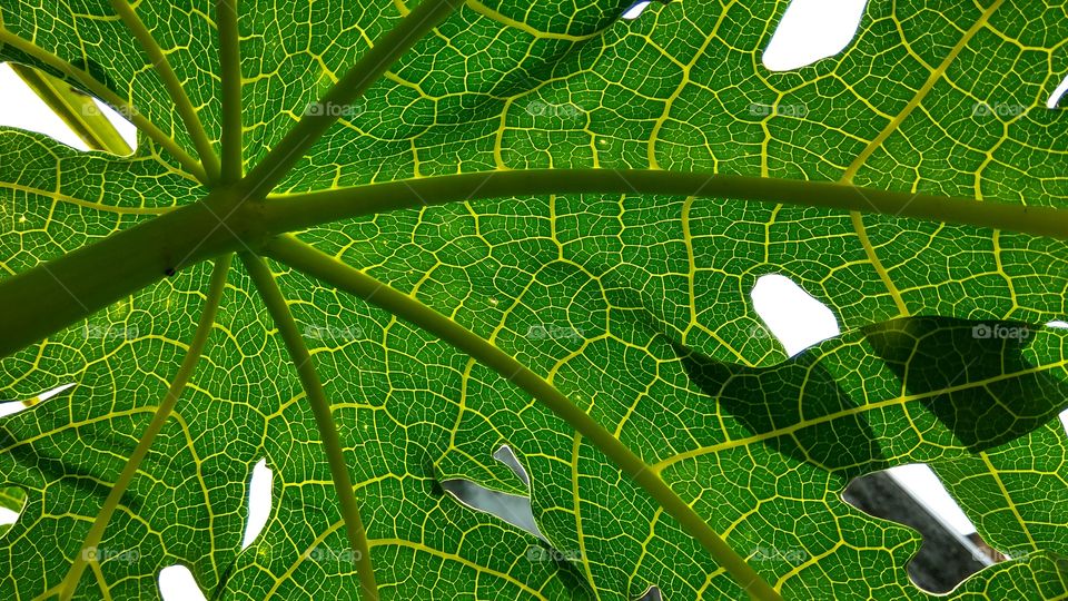 under the papaya leaf