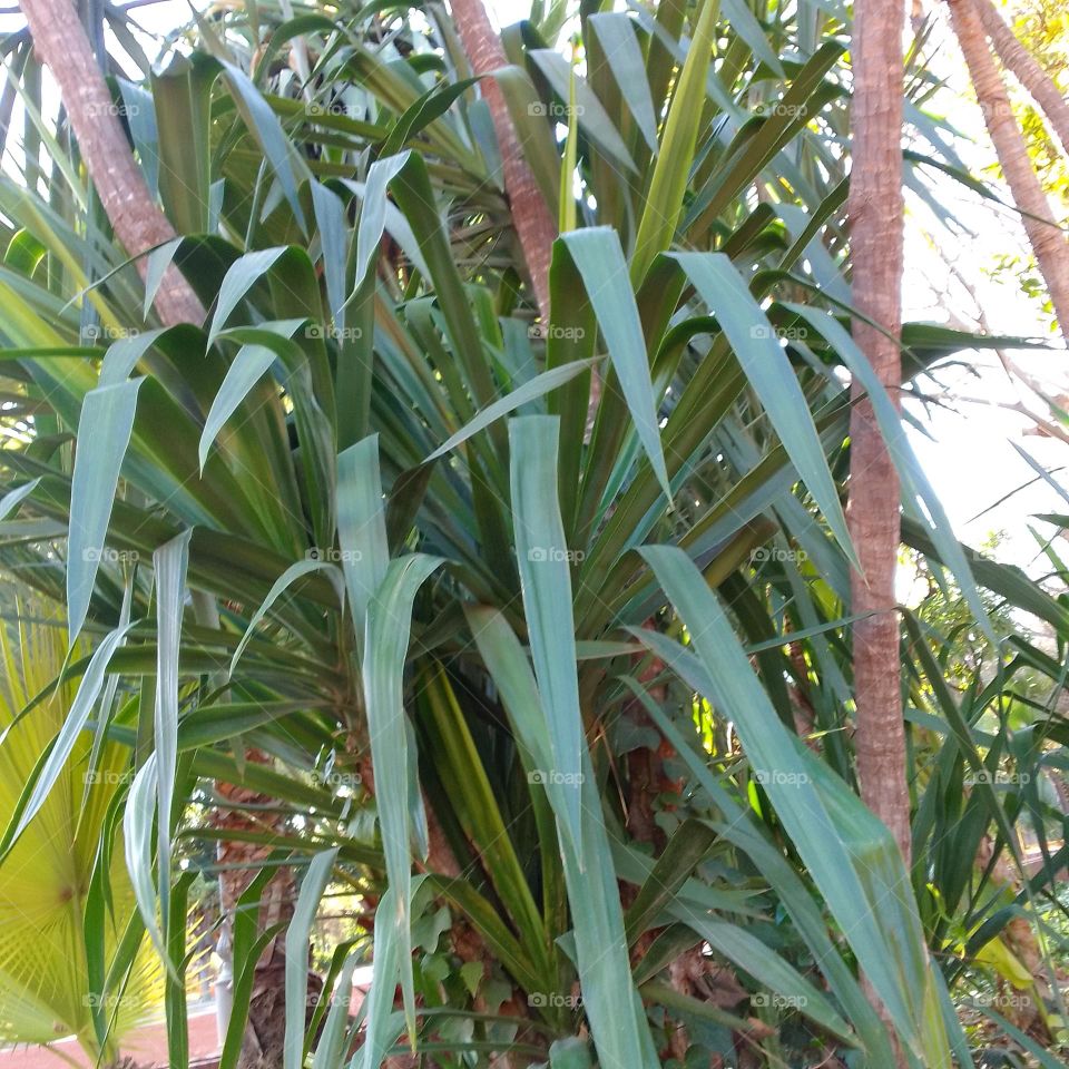 nice plante, green plante, nice landscape