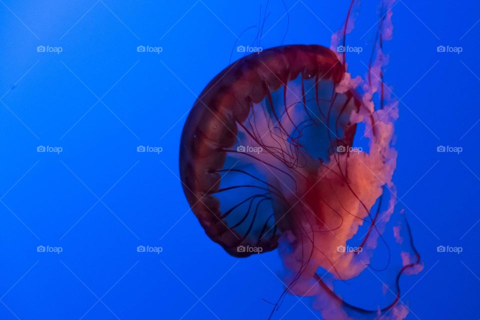 And jellyfish floats along effortlessly in the water. 