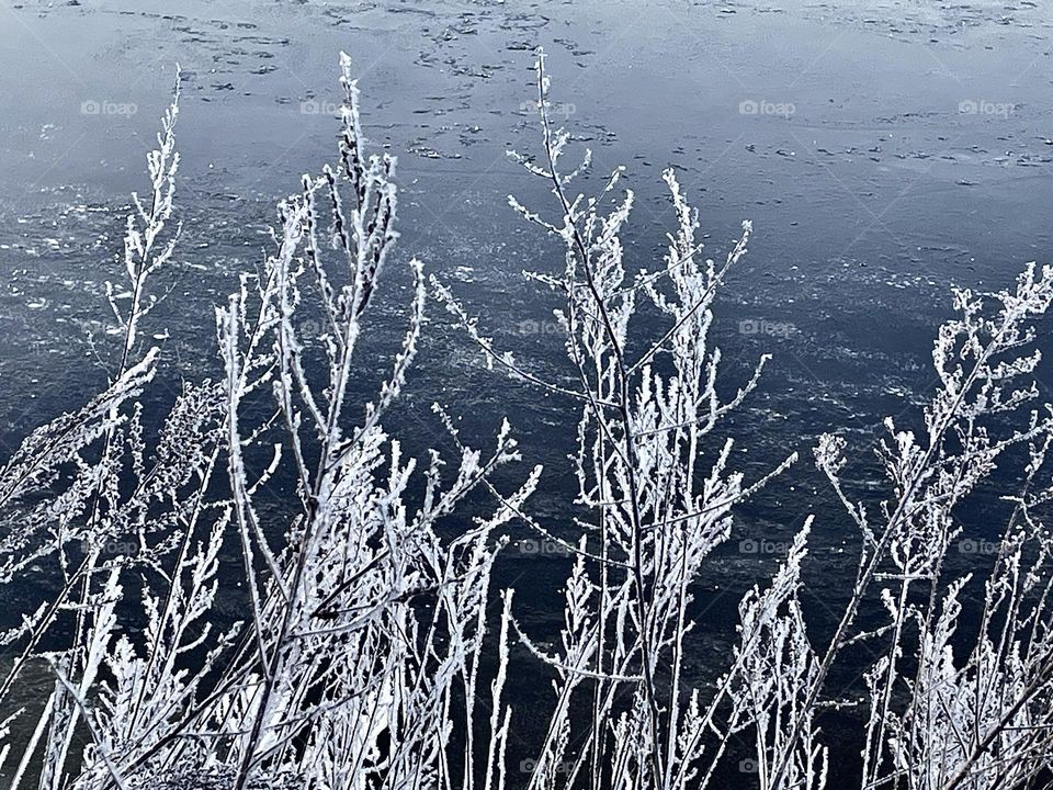 Heavy frost on plants glistens by a frozen river.