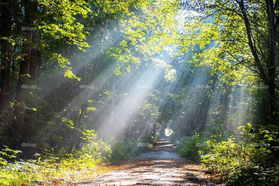 Morning Sunlight Coming through Trees in a Forest