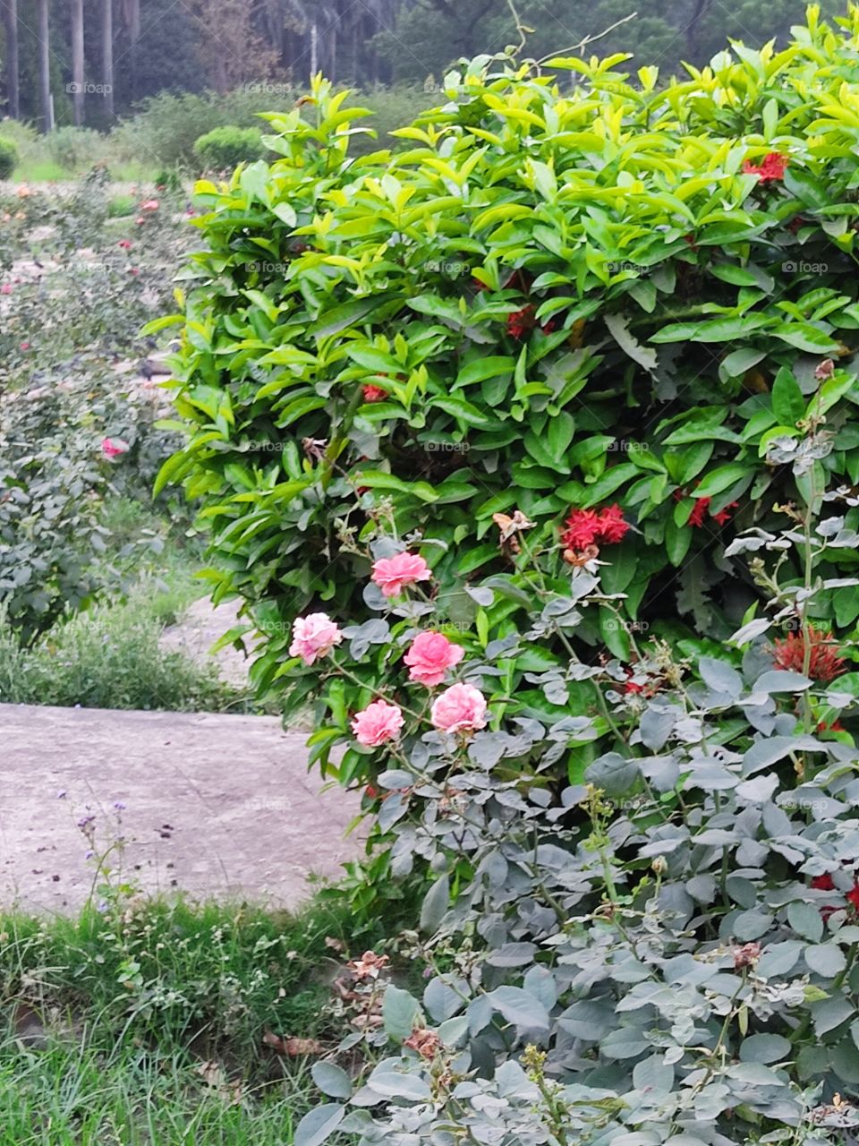 Beautiful😍 Plants🌱🌱 🌹🌹🌸🌹