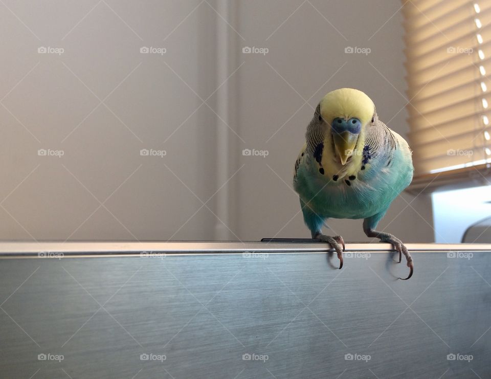 budgerigar sitting on a laptop