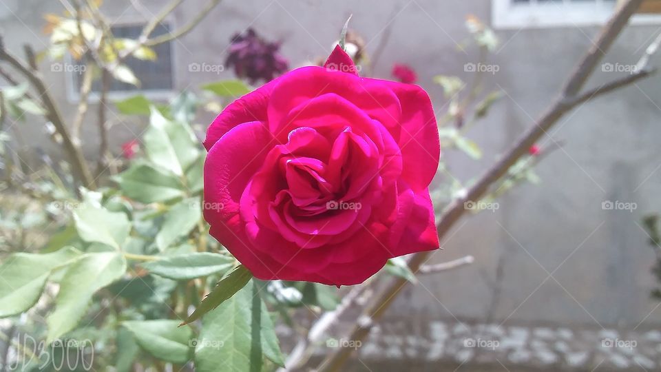 rosa rosada