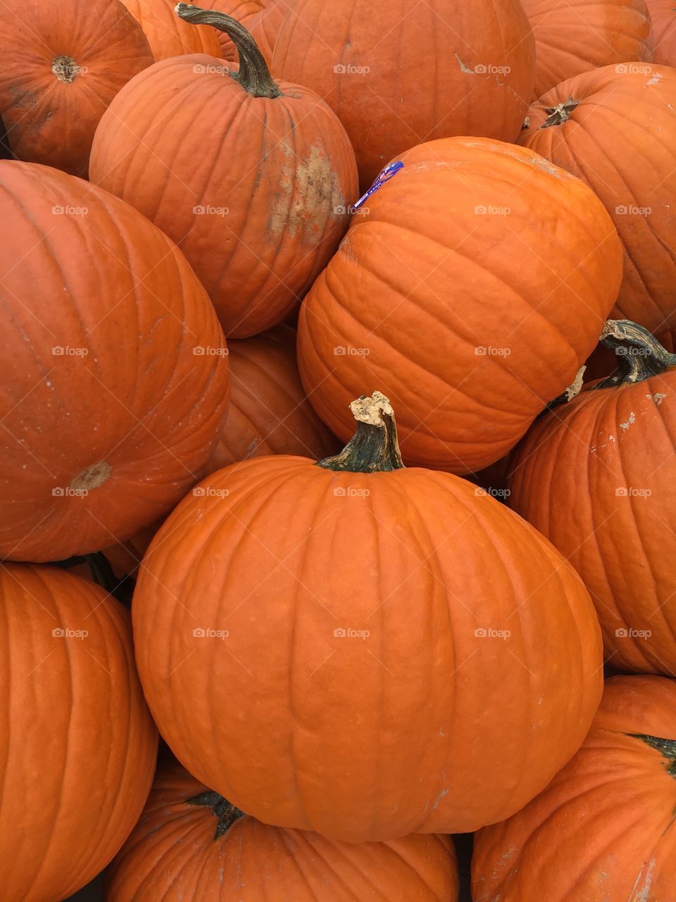 Pumpkin Upclose