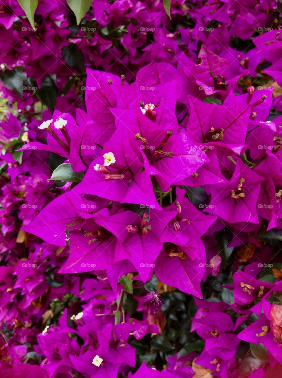 Purple  flowers 