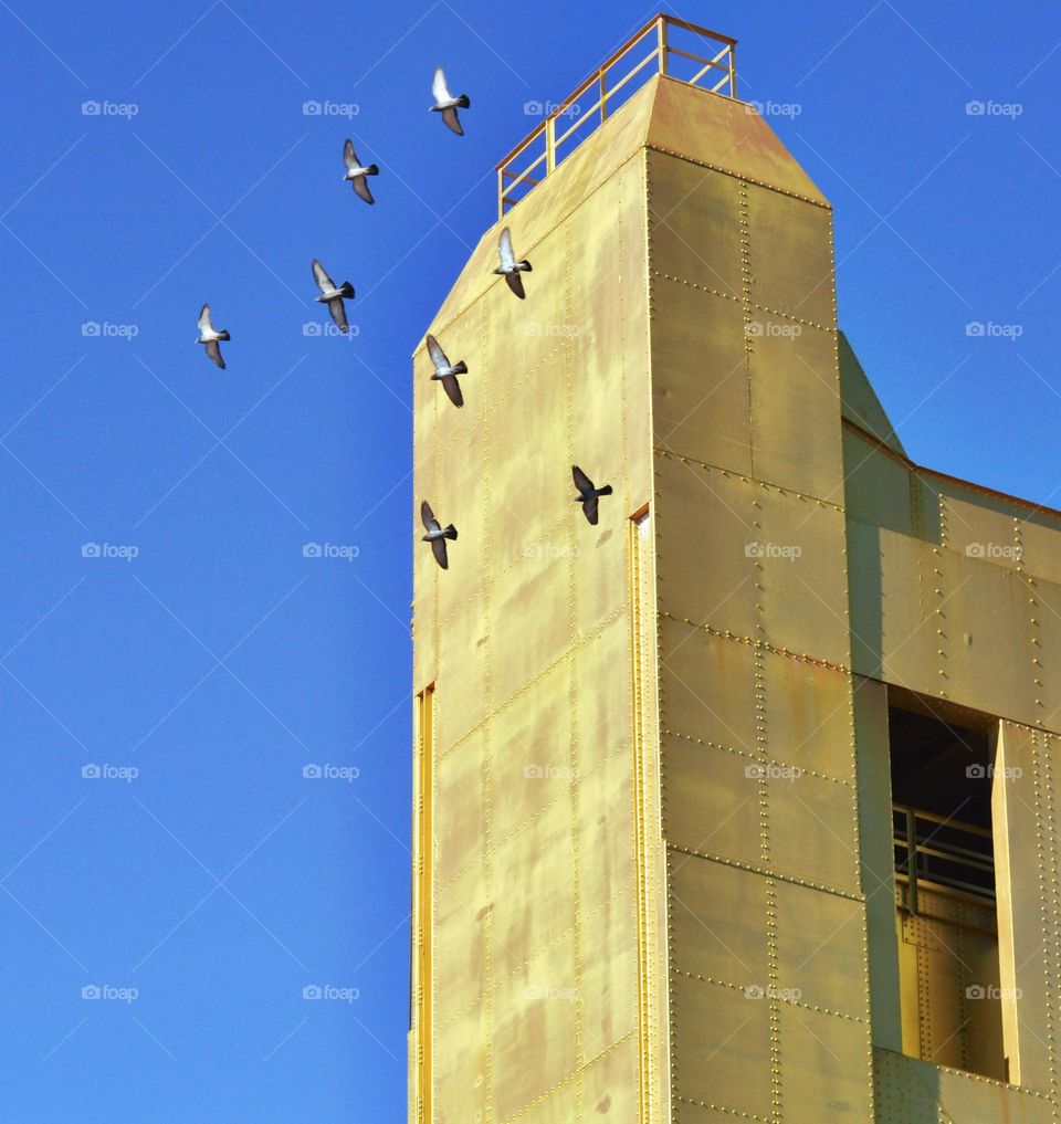 A flock of birds and a gold bridge on the river front in Sacramento California