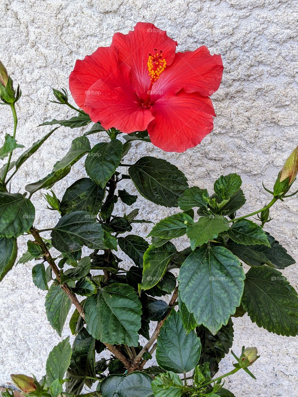Red hibiscus