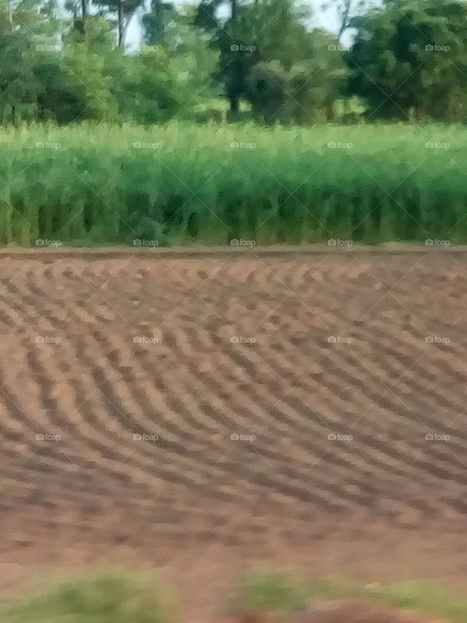 the agriculture- growing crops