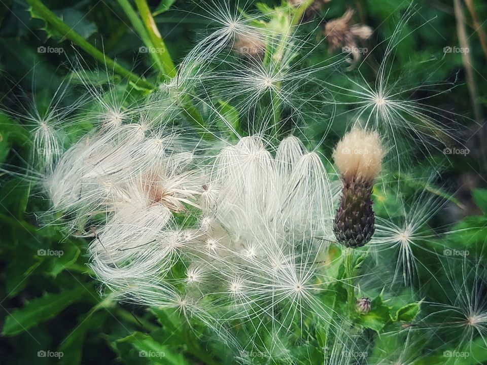 The beauty of a faded flower looks like a fairytale