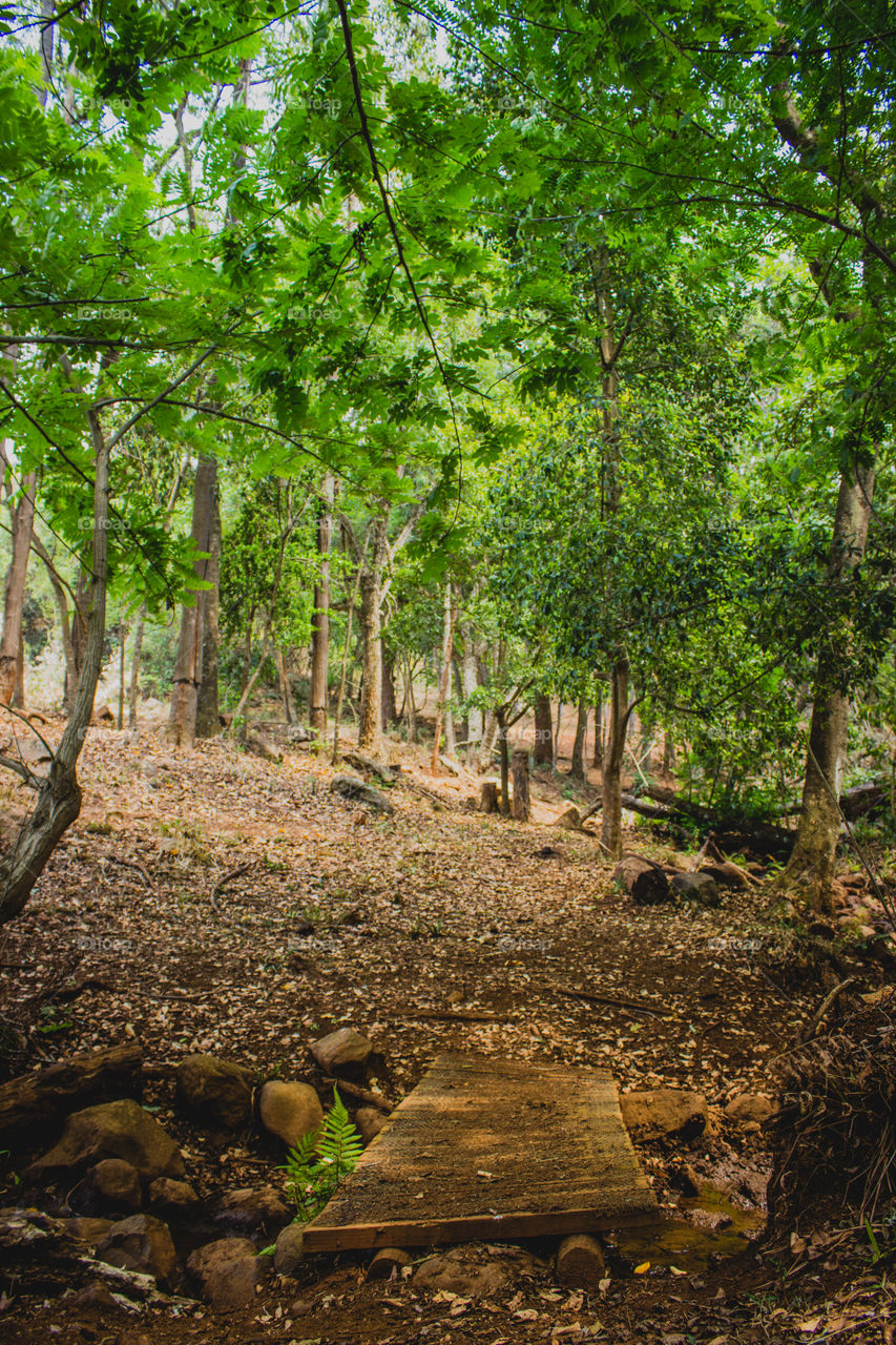 small bridge in the forrest