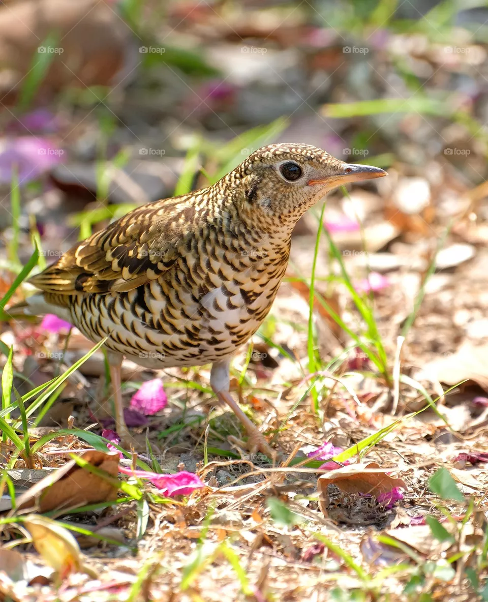 running bird