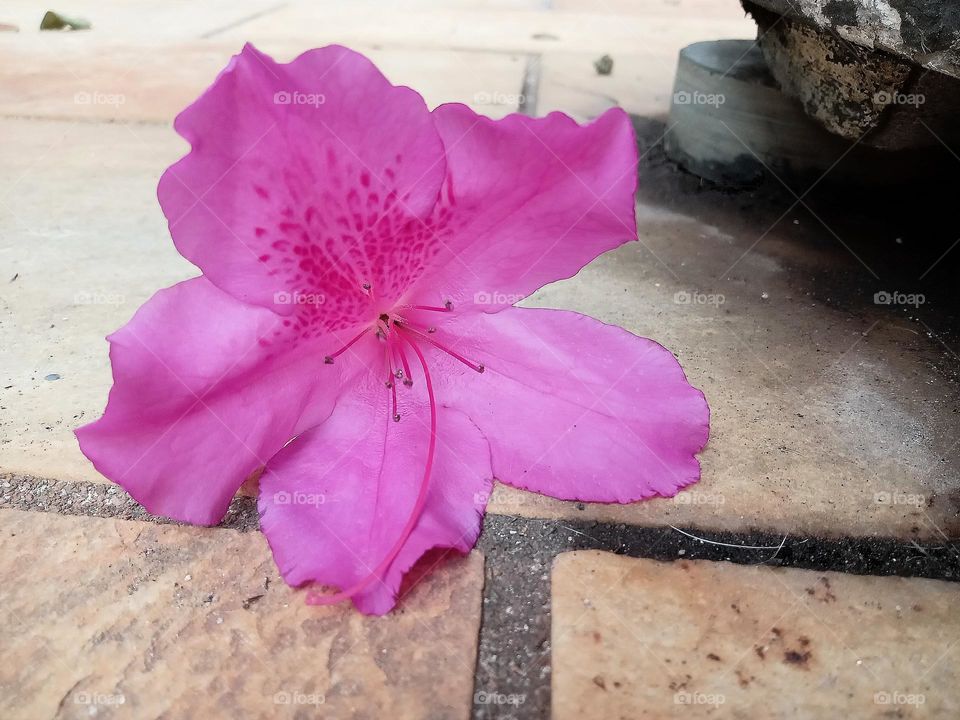 Azalea flower