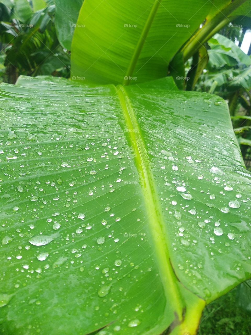 beautiful rain drop in the banana leaf in nature in the garden.