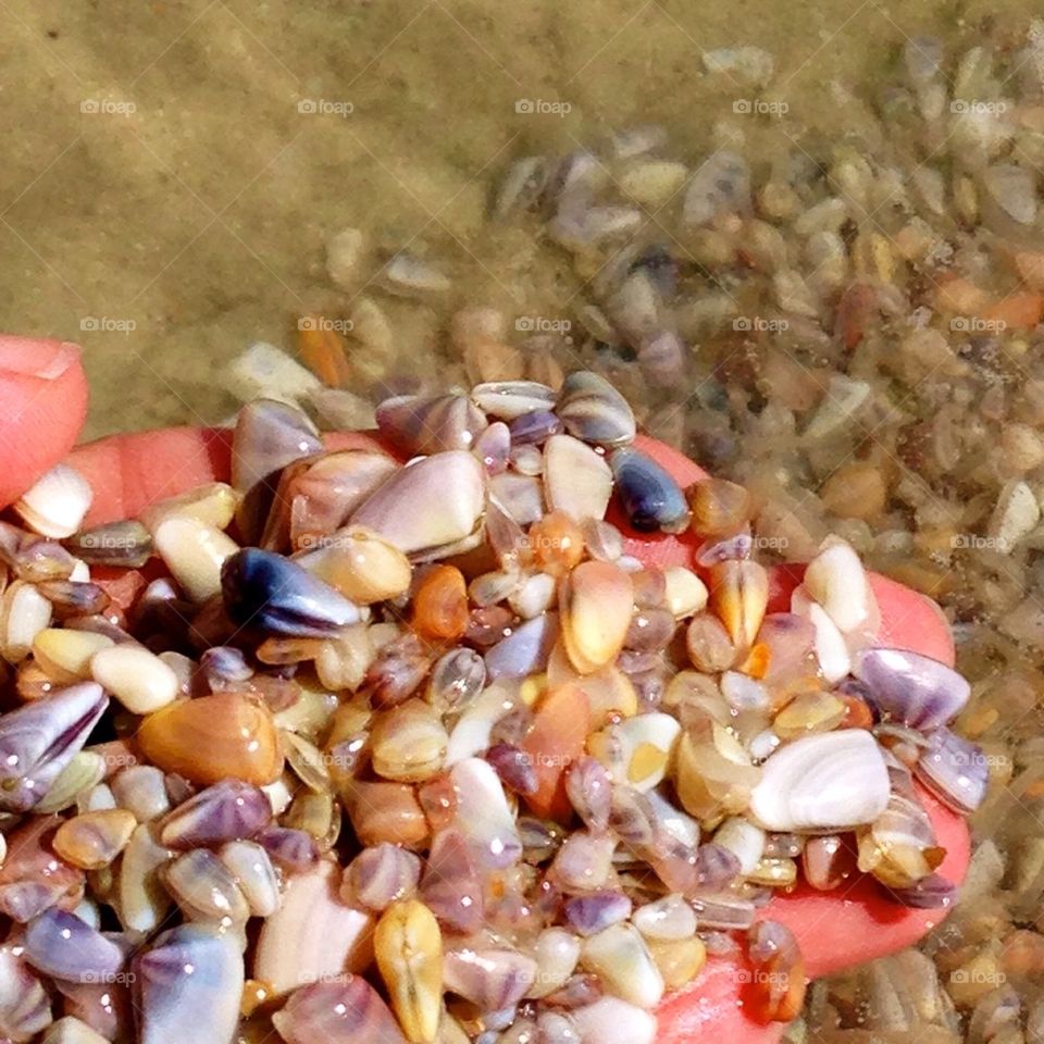 Coquina shells, east coast. Florida