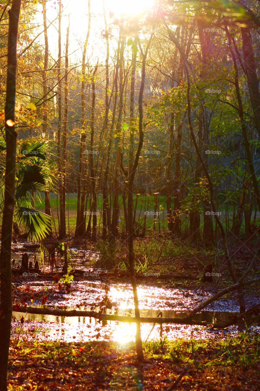 View of sunlight passing through trees in forest