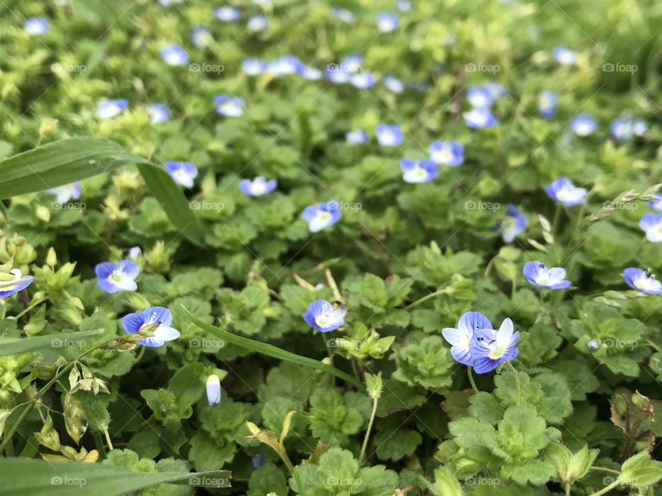 Tiny blue flowers growing on a lawn 