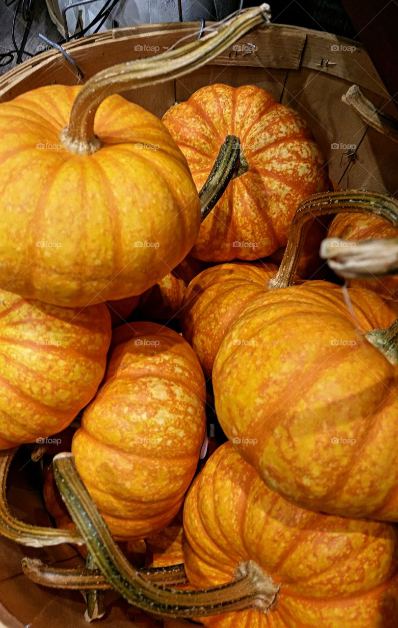 Farm Fresh Pumpkins