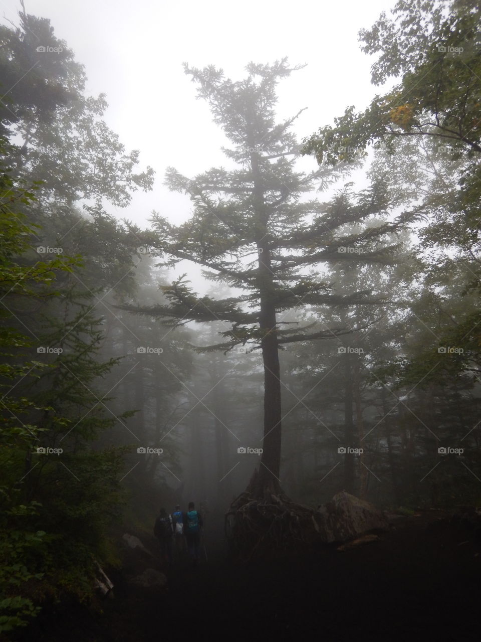 Mist-shrouded forest of Mt. Fuji