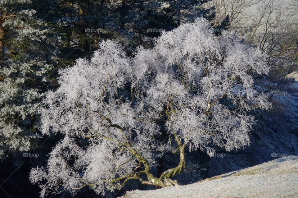 Frozen tree