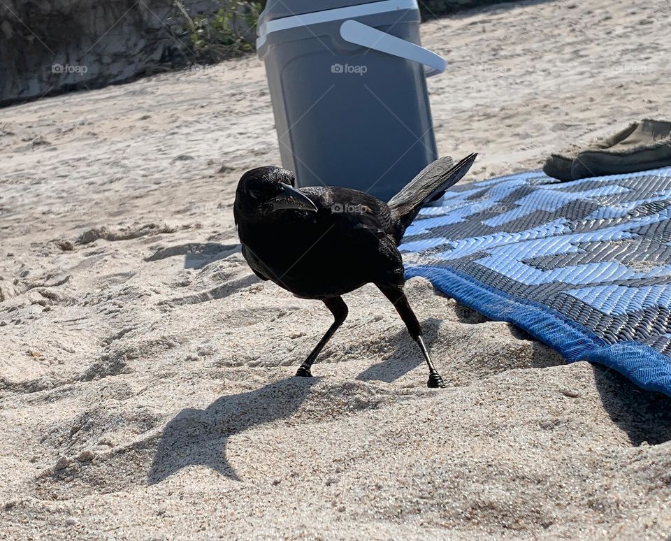 Boat-Tailed Grackle Bird With Its Shadow By A Blue Sand Proof Carpet And Cooler On The Sand, With Funny Look.