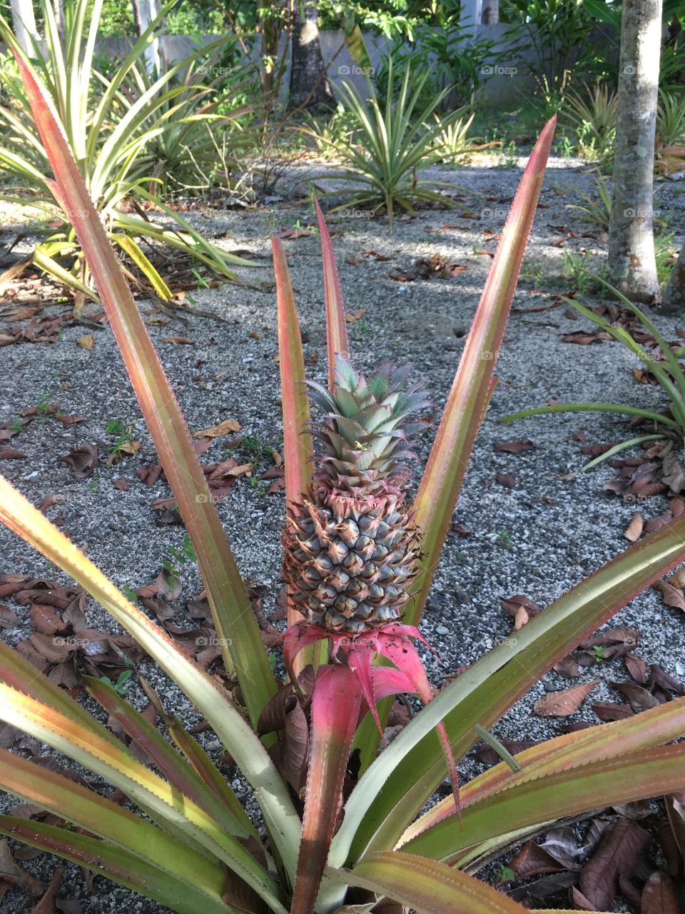 Pineapple plant