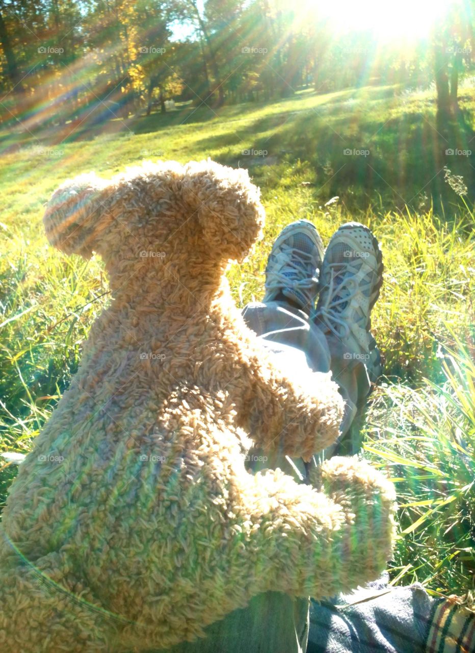 Dog toy play on a green grass