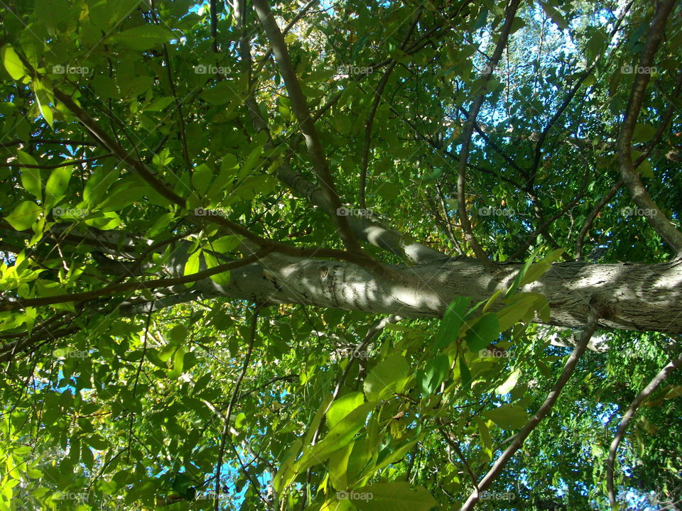 Nature, Leaf, Tree, Wood, Environment