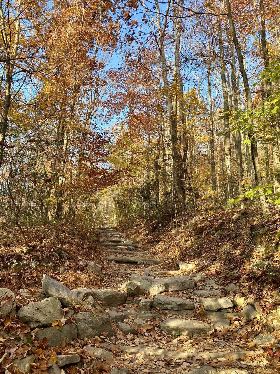 A trail through the forest in autumn 