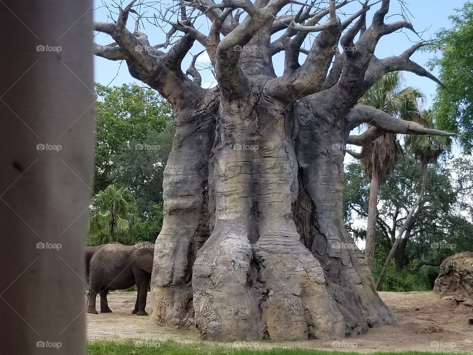 An elephant seeks refuge behind the girth of a baobab tree.