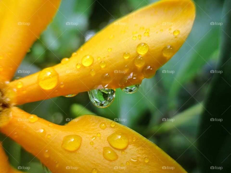 Raindrops