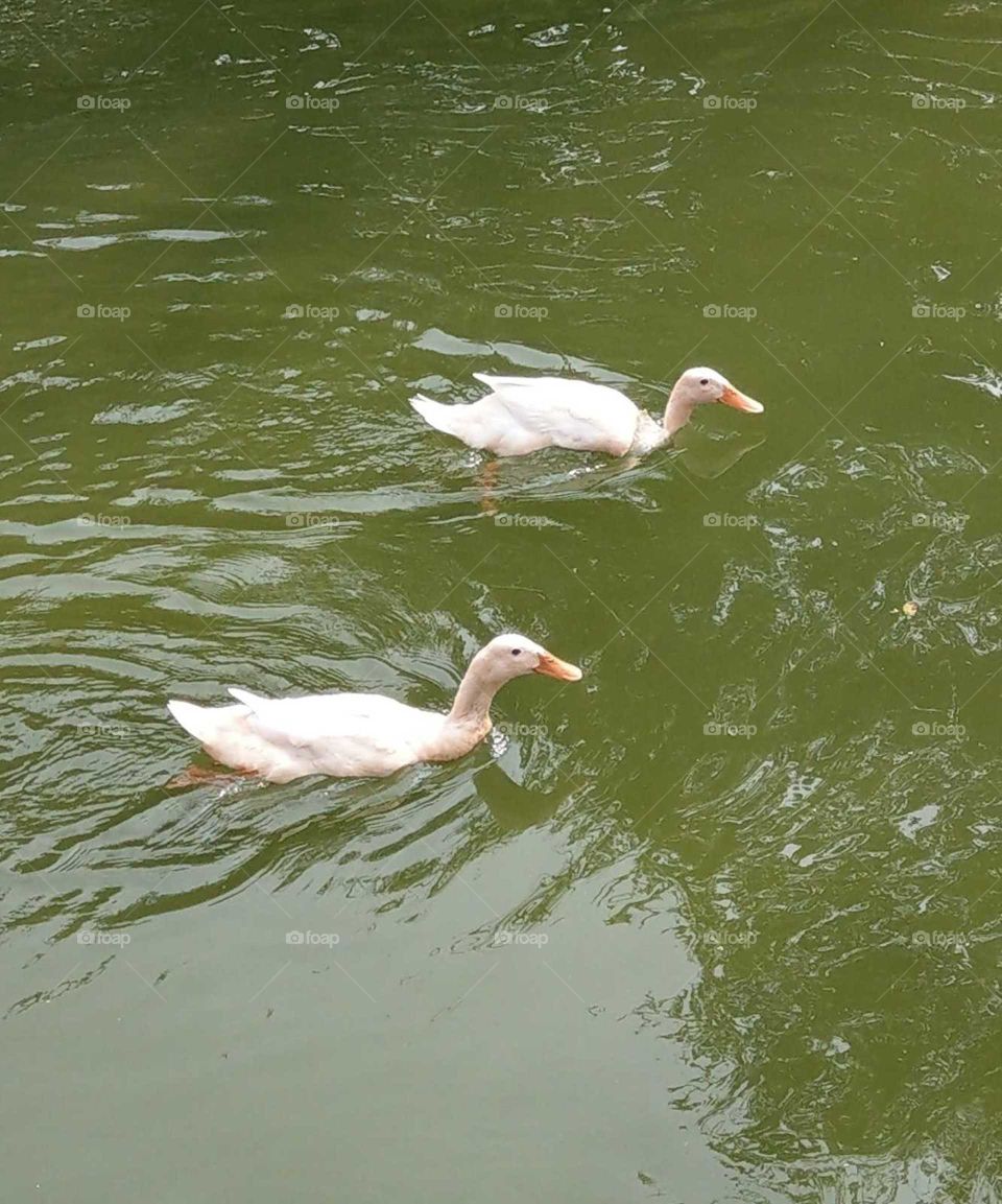 Two ducks are swimming in the water.
that things look pretty calm on the surface. however, if you look under the water, these ducks are padding like crazy.